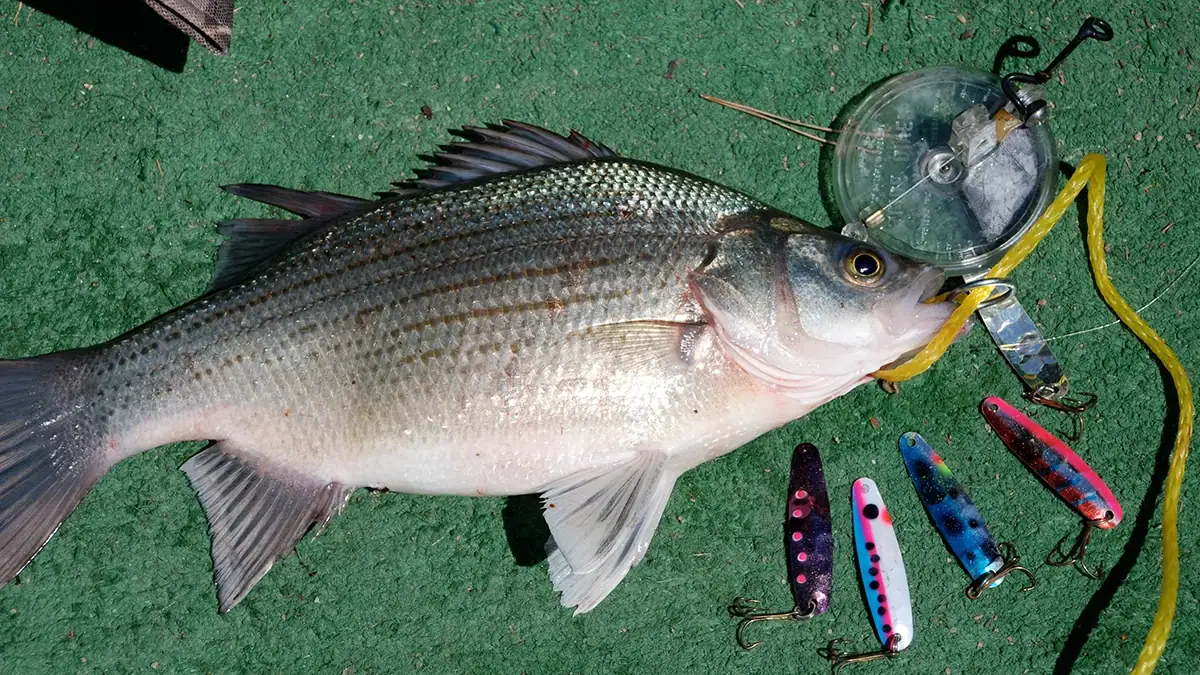 A wiper caught on a diver and spoons.