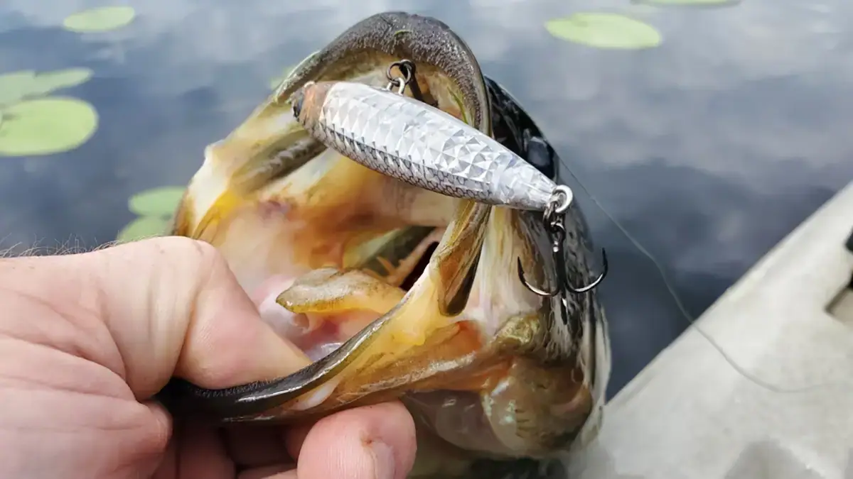 Yo-Zuri's 3DR-X Pencil lure and the fish it caught.