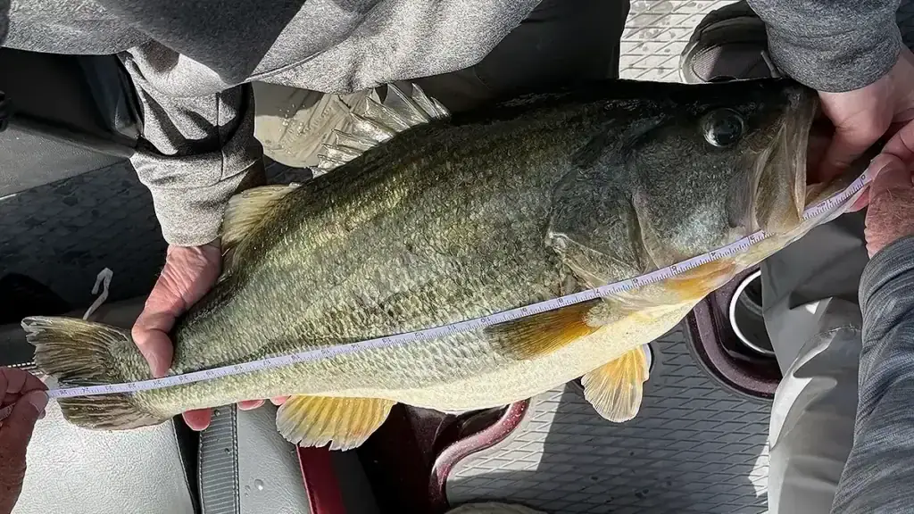 15 lb bass