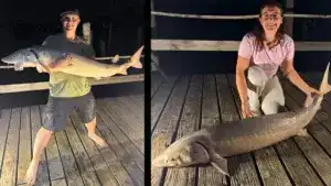 Anglers Are Catching Huge Lake Sturgeon on Earthworms in This Famous River