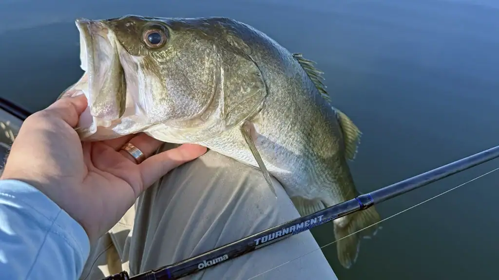 Bass fishing with Okuma