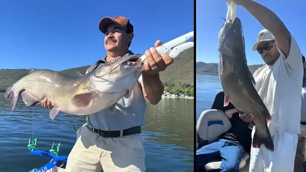 Clear Lake catfish