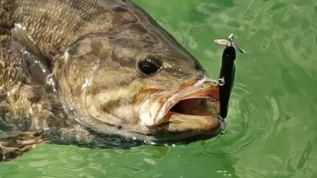 GLF Stay-Pinned Spybait