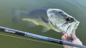 Okuma Tournament Concept Bass B Series casting rod catches a bass