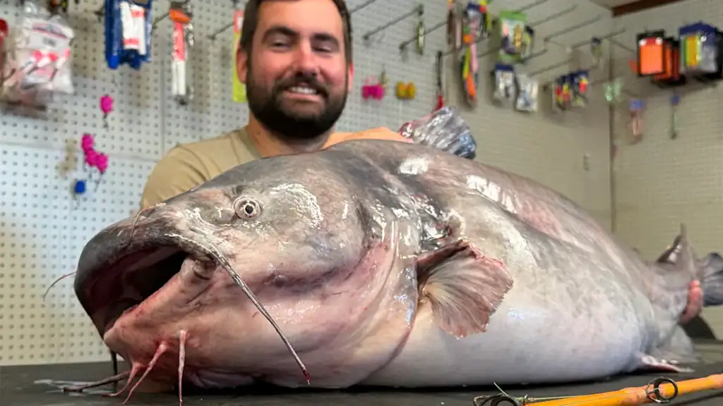 Tyler Harmon and record catfish