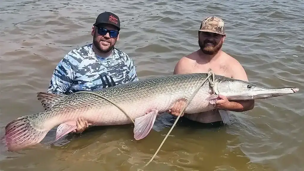 anglers in water with giant aligator gar