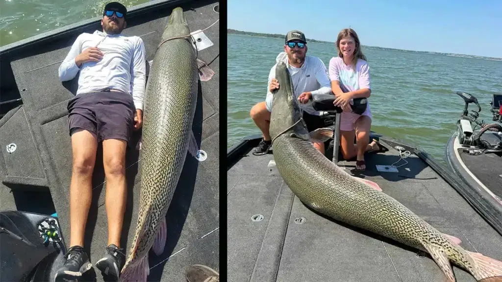 big alligator gar