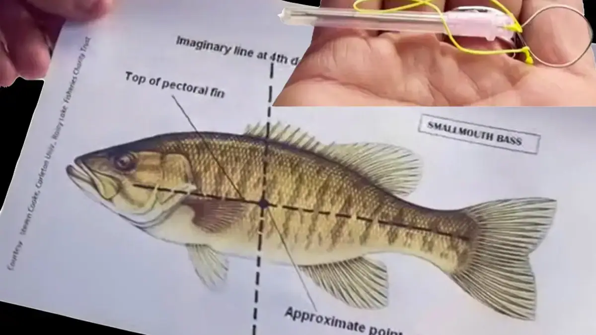 A diagram and insert of a fizzing needle showing how to administer proper fish care.