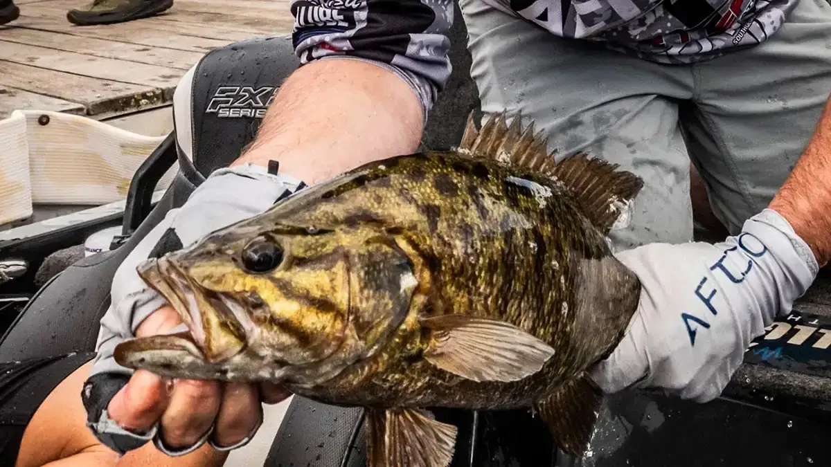Handling a fish carefully during a tournament.
