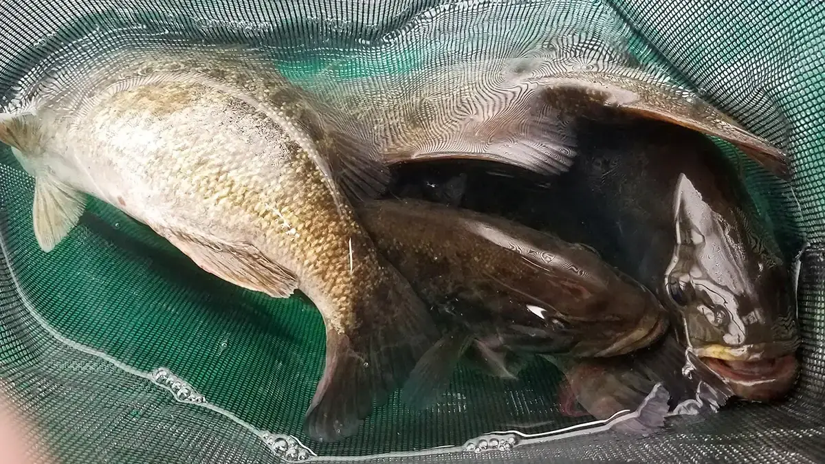 Fish care aboard a boat.