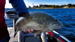 Fish care includes minimally handling the fish you catch.