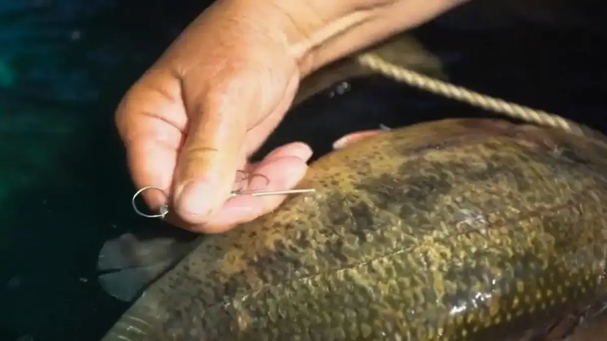 Demonstrating how to insert a fizzling needle to properly fizz largemouth and smallmouth bass to increase their tournament survival rate.