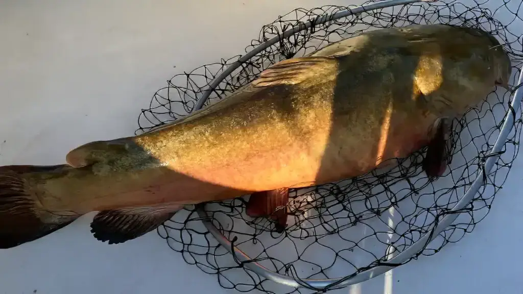 giant flathead catfish
