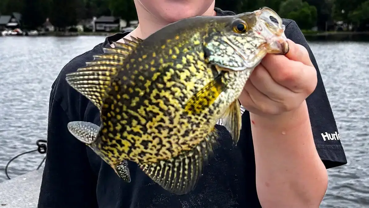 To catch deep panfish, match their forage, find the fish, and slow down your presentation.