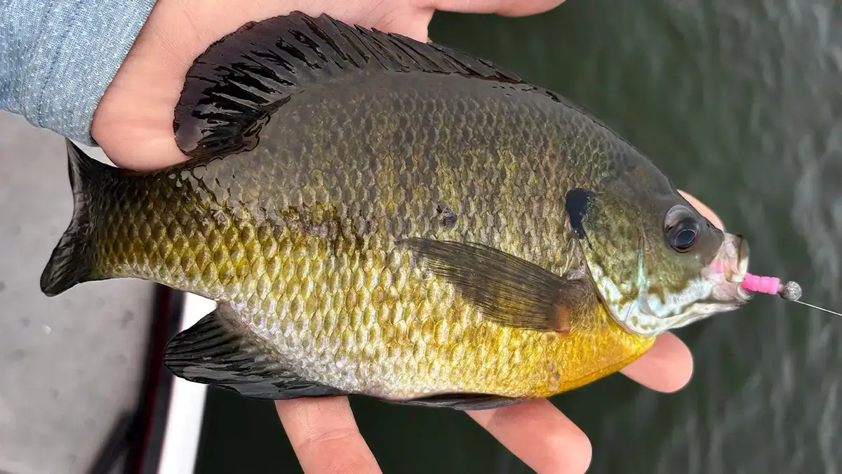 A downsized bait can turn a frustrating day into one of the most productive outings of the season.