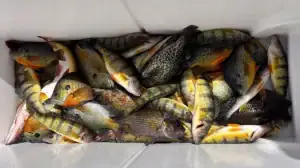 A cooler filled with panfish.
