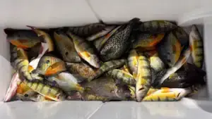 Why You Need to Use Smaller Baits to Catch More Panfish