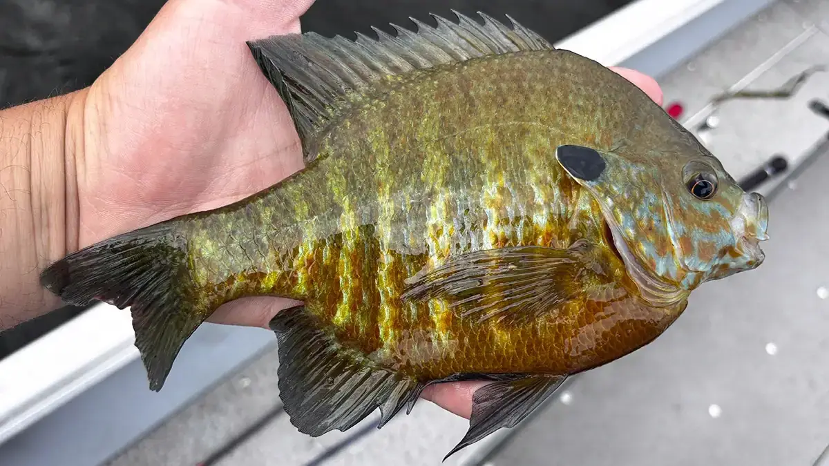 You usually never think of panfish as deep suspending fish — but anything is possible when the water gets hot.